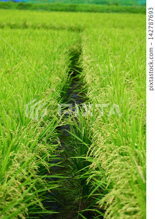 Early autumn rice field Early autumn rice field 142787693