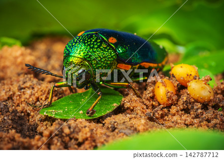 jewel beetle with egg on soil among green leaves jewel beetle with egg on soil among green leaves 142787712