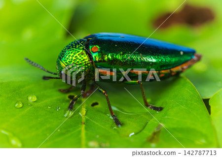 jewel beetle on leaf with water droplets 142787713