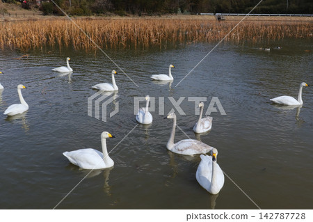 Swans at Kanoko Marsh in winter (Shiraishi City, Miyagi Prefecture) Swans at Kanoko Marsh in winter (Shiraishi City, Miyagi Prefecture) 142787728