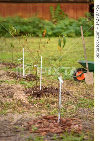 Planting garden trees. Newly planted cherry, apples, pears and plums saplings, bred to suit the local climate in the courtyard of a country house. Sale of regionalized varieties of fruit trees Planting garden trees. Newly planted cherry, apples, pears and plums saplings, bred to suit the local climate in the courtyard of a country house. Sale of regionalized varieties of fruit trees 142787758
