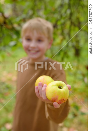 A cute boy is picking apples in the orchard. The child is holding organic fruit. A cute boy is picking apples in the orchard. The child is holding organic fruit. 142787760