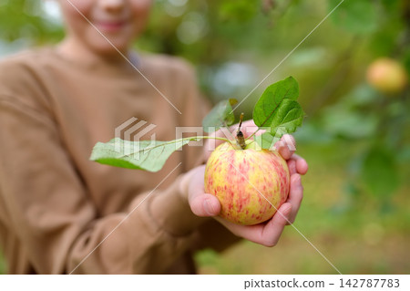 A cute boy is picking apples in the orchard. The child is holding organic fruit. A cute boy is picking apples in the orchard. The child is holding organic fruit. 142787783