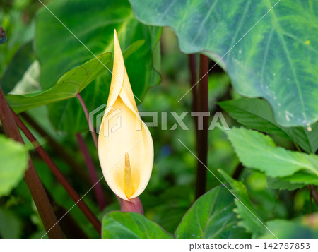 芋頭花很少開花。 142787853