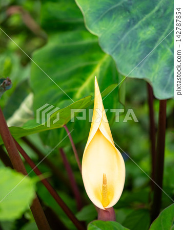 芋頭花很少開花。 芋頭花很少開花。 142787854