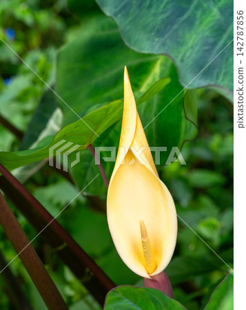 芋頭花很少開花。 142787856