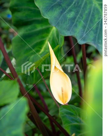 芋頭花很少開花。 142787859