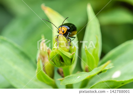 A frontal view of a leaf beetle that eats plants. A frontal view of a leaf beetle that eats plants. 142788001