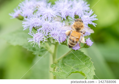 A honeybee with pollen balls attached to its legs visits a purple flower. A honeybee with pollen balls attached to its legs visits a purple flower. 142788006