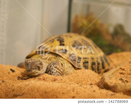 A four-toed tortoise resting on the sand. A four-toed tortoise resting on the sand. 142788069