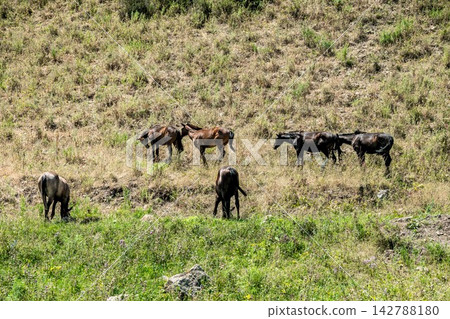 Herd of horses grazing on a mountain slope Kyrgyzstan Herd of horses grazing on a mountain slope Kyrgyzstan 142788180