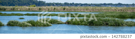 Coastal salt marsh wetland landscape at Sandy Point Bird Sanctuary Coastal salt marsh wetland landscape at Sandy Point Bird Sanctuary 142788237