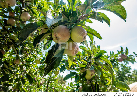 Unripe green apples ripening on leafy tree branch Unripe green apples ripening on leafy tree branch 142788239