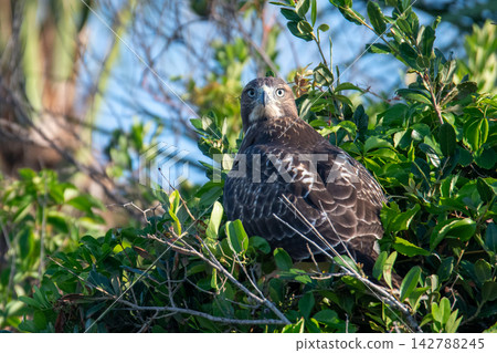 Red tailed hawk perched atop green tree foliage Red tailed hawk perched atop green tree foliage 142788245