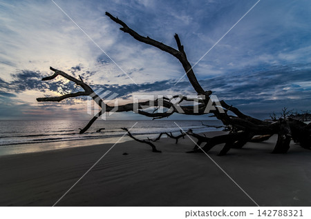 SSkeletal driftwood tree standing on Jekyll Island beach SSkeletal driftwood tree standing on Jekyll Island beach 142788321