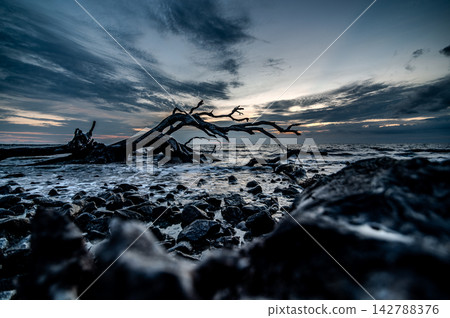 SSkeletal driftwood tree standing on Jekyll Island beach SSkeletal driftwood tree standing on Jekyll Island beach 142788376