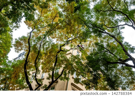 Looking up through autumn tree branches at a classic European apartment building facade in Munich Germany Looking up through autumn tree branches at a classic European apartment building facade in Munich Germany 142788384