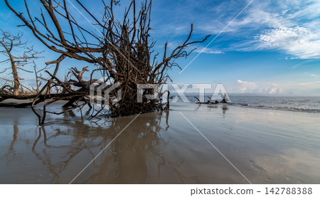 SSkeletal driftwood tree standing on Jekyll Island beach 142788388