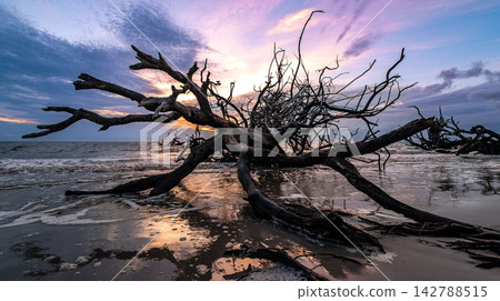 SSkeletal driftwood tree standing on Jekyll Island beach SSkeletal driftwood tree standing on Jekyll Island beach 142788515