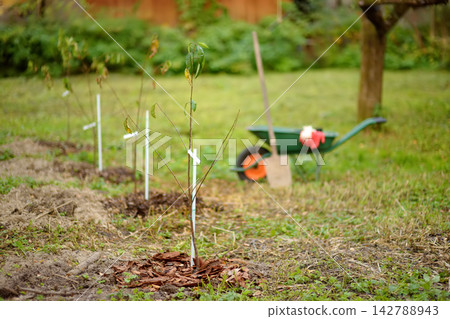 Planting garden trees. Newly planted cherry, apples, pears and plums saplings, bred to suit the local climate in the courtyard of a country house. Sale of regionalized varieties of fruit trees Planting garden trees. Newly planted cherry, apples, pears and plums saplings, bred to suit the local climate in the courtyard of a country house. Sale of regionalized varieties of fruit trees 142788943