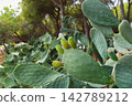 Green cactus plants outdoors in forest environment 142789212