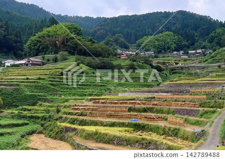 伊諾梯田上的稻米收割和在架子上晾曬稻米的傳統場景。 伊諾梯田上的稻米收割和在架子上晾曬稻米的傳統場景。 142789488