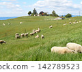 new zealand sheep farm 142789523