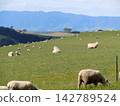 new zealand sheep farm 142789524