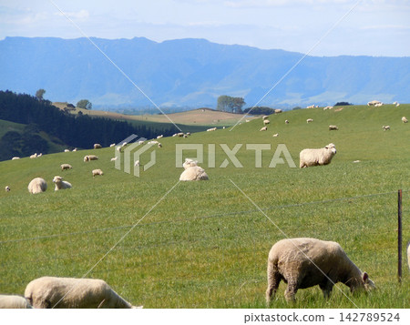 new zealand sheep farm new zealand sheep farm 142789524