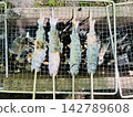 燒烤架上用鹽烤的河魚（木炭烤製，用烤串串起來，無人觀看）。 142789608