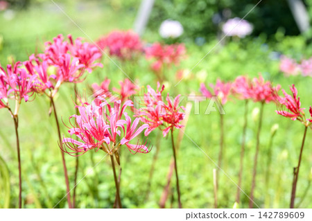 石蒜花,深粉紅色,秋季花卉,九月圖片 石蒜花,深粉紅色,秋季花卉,九月圖片 142789609