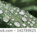 美麗的、閃閃發光的雨滴排列在綠葉上（雨後，新鮮的綠植，天然材料，無人） 142789625