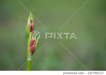 紅蜘蛛百合花蕾 142790217