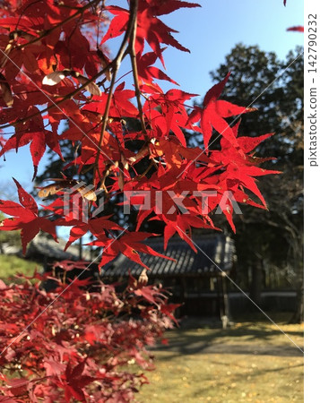 Autumn leaves stained red Autumn leaves stained red 142790232