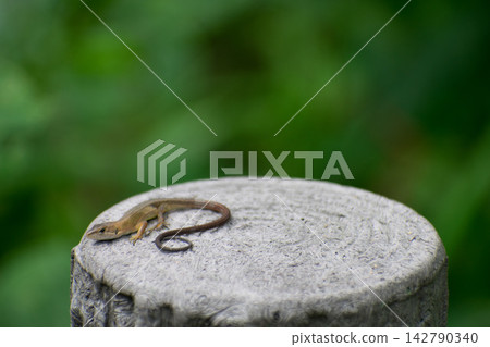 Japanese kana snake Japanese kana snake 142790340