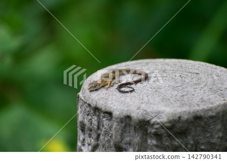 Japanese kana snake Japanese kana snake 142790341