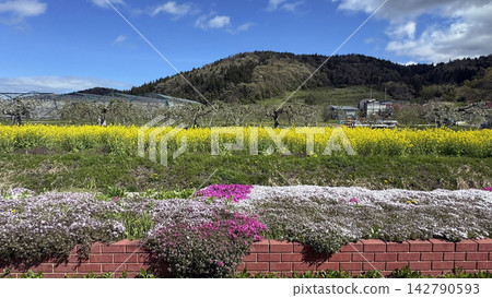 A view of a rapeseed field in Asahi Town, Yamagata Prefecture, from a gazebo. A spring scene. A view of a rapeseed field in Asahi Town, Yamagata Prefecture, from a gazebo. A spring scene. 142790593