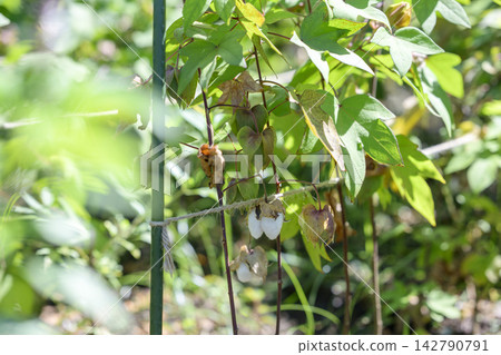 Gossypium cotton flower September image Gossypium cotton flower September image 142790791