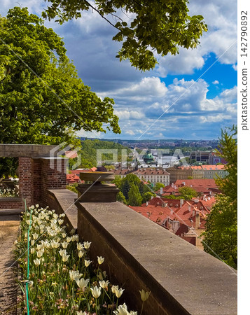 Narrow flowerbed filled with white tulips running alongside paved stone pathway Narrow flowerbed filled with white tulips running alongside paved stone pathway 142790892