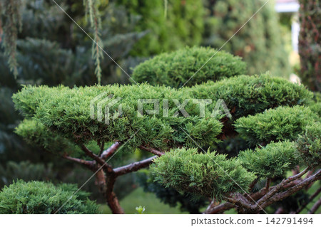 Sculpted juniper niwaki plant displaying artful pruning and traditional Japanese garden design, bringing tranquility and natural aesthetic Sculpted juniper niwaki plant displaying artful pruning and traditional Japanese garden design, bringing tranquility and natural aesthetic 142791494