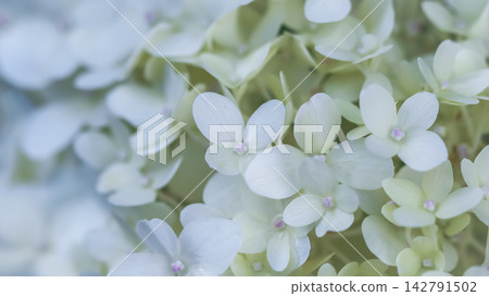 White hydrangea flower petals with small pink centers close up, representing nature, beauty, freshness, tranquility, and growth White hydrangea flower petals with small pink centers close up, representing nature, beauty, freshness, tranquility, and growth 142791502