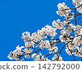 Cherry blossoms in full bloom shining in the blue sky 142792000