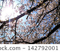 A spring blue sky and sunshine as you look up at the cherry blossoms in full bloom. 142792001