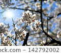 Cherry blossoms shining in the sunlight and the blue sky 142792002