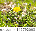 Dandelions shining in the spring sunshine 142792003