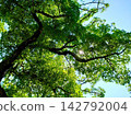 A refreshing landscape of lush green trees and sunlight filtering through the leaves. 142792004