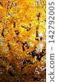 Ginkgo trees bathed in golden light — the brilliance of autumn 142792005