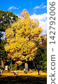 A magnificent ginkgo tree shining in the clear autumn sky. 142792006