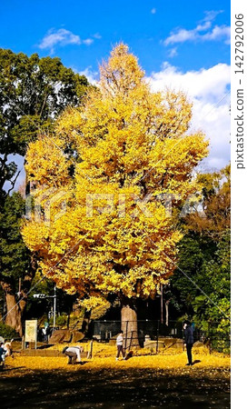 A magnificent ginkgo tree shining in the clear autumn sky. A magnificent ginkgo tree shining in the clear autumn sky. 142792006