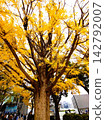 A magnificent ginkgo tree shining with golden light — Autumn in the city 142792007